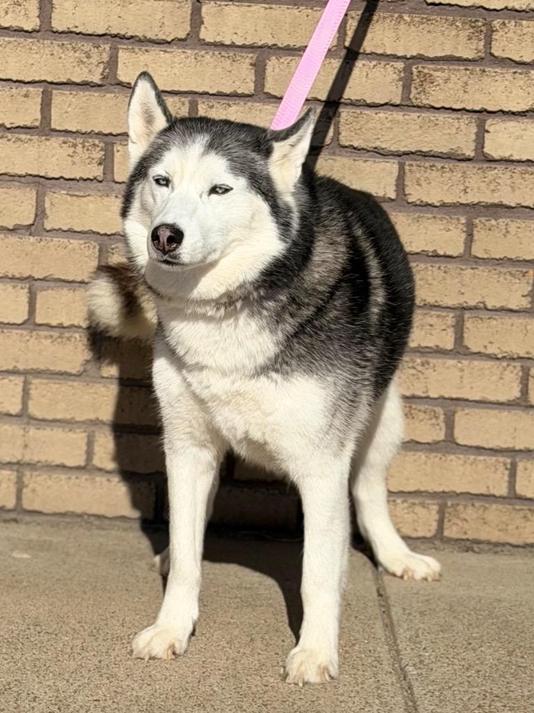 Enlarge Ember, a ADOPTABLE Siberian Husky in Columbus, NE image 1/3