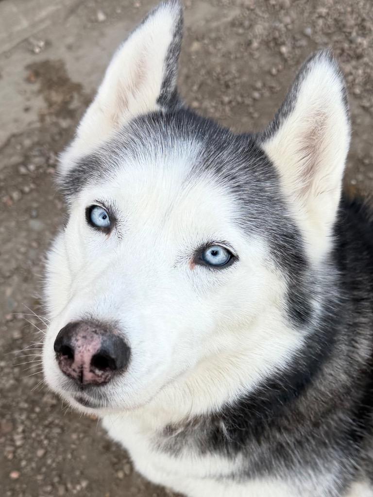 Enlarge Ember, a ADOPTABLE Siberian Husky in Columbus, NE image 2/3