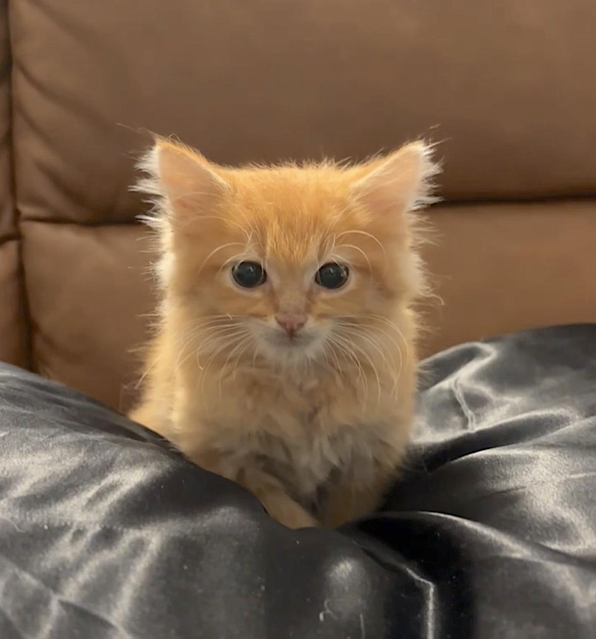 Enlarge O'Malley, a Adopted Domestic Long Hair in Bedford, VA image 4/4