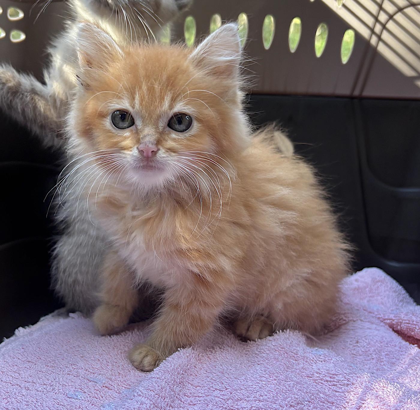 Enlarge O'Malley, a Adopted Domestic Long Hair in Bedford, VA image 1/4
