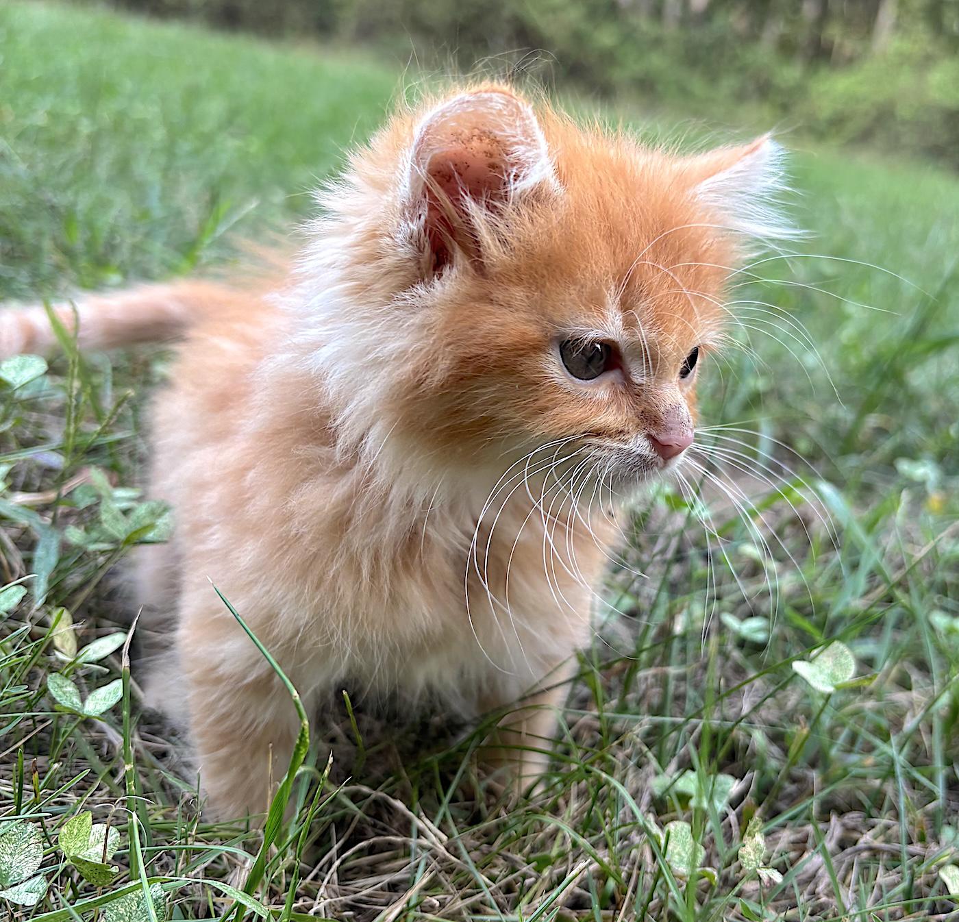 Enlarge O'Malley, a Adopted Domestic Long Hair in Bedford, VA image 2/4