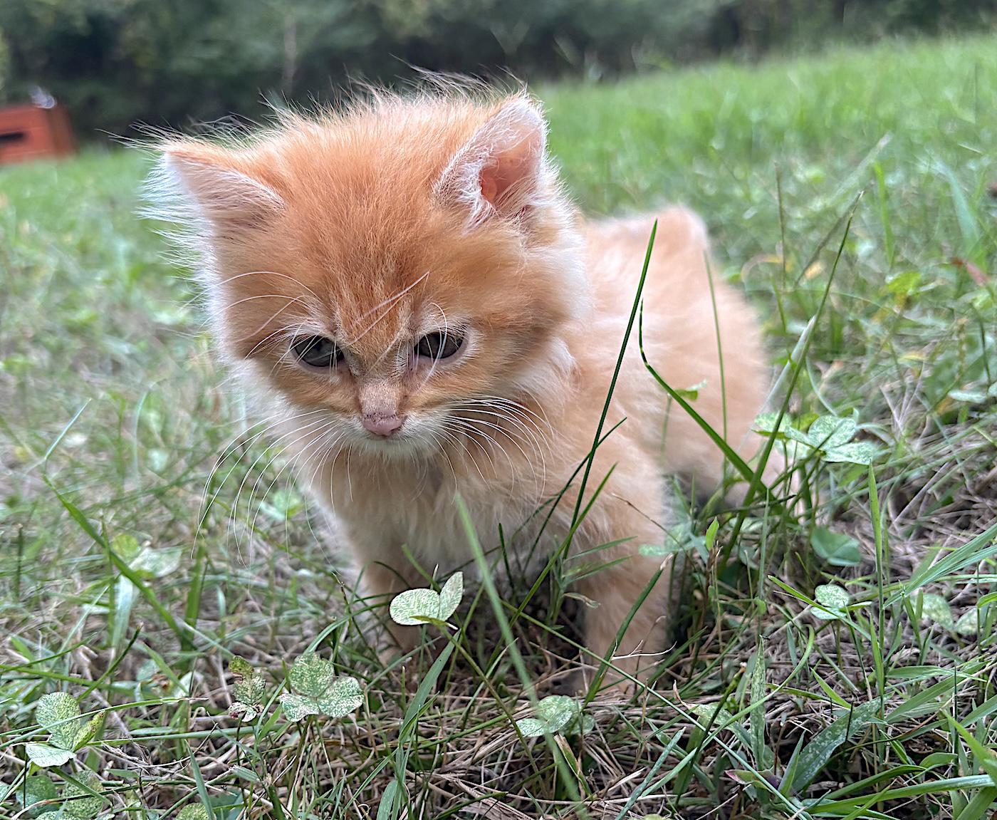 Enlarge O'Malley, a Adopted Domestic Long Hair in Bedford, VA image 3/4