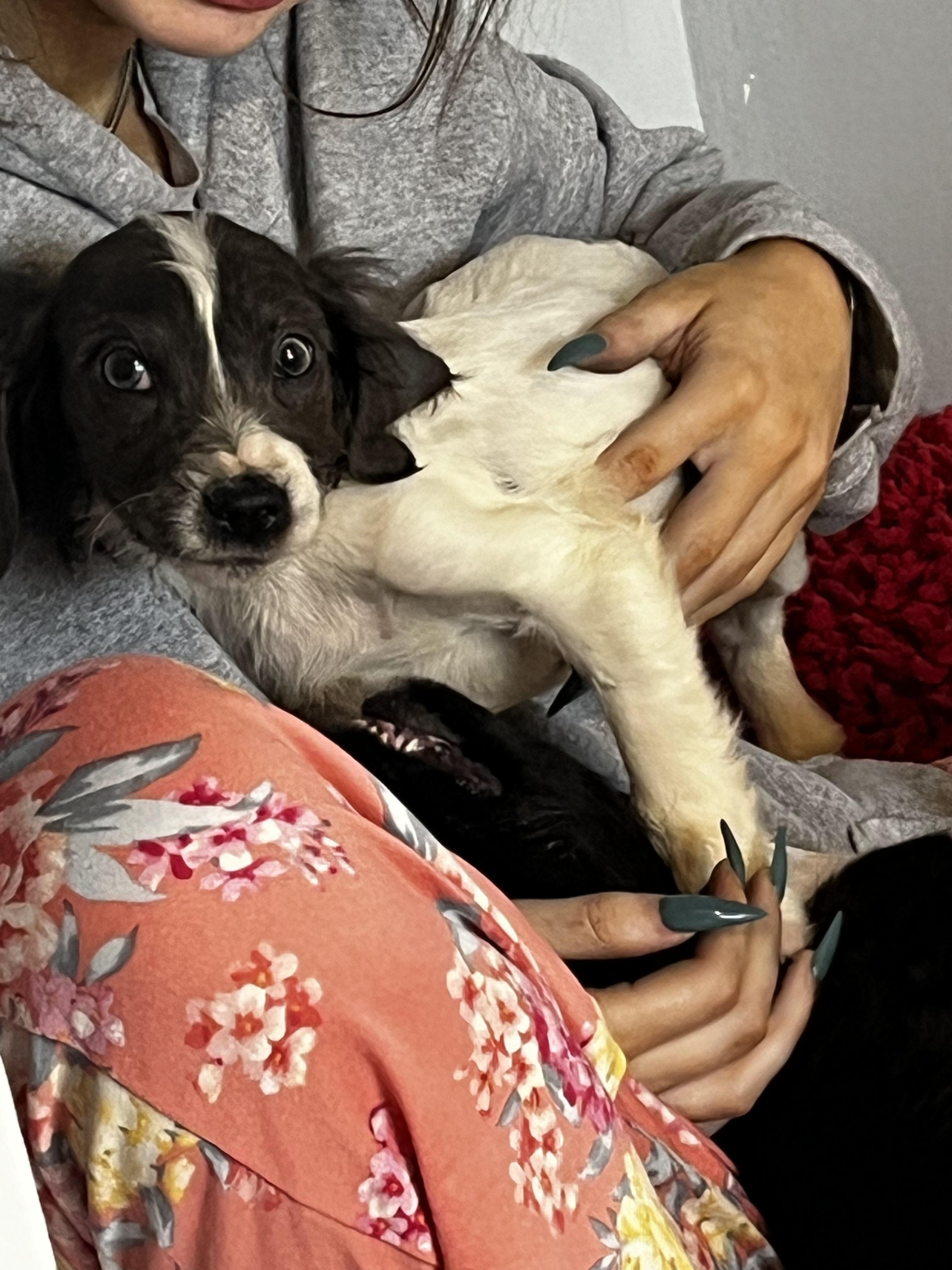 Winnie, Adopted, Young Female Cocker Spaniel.