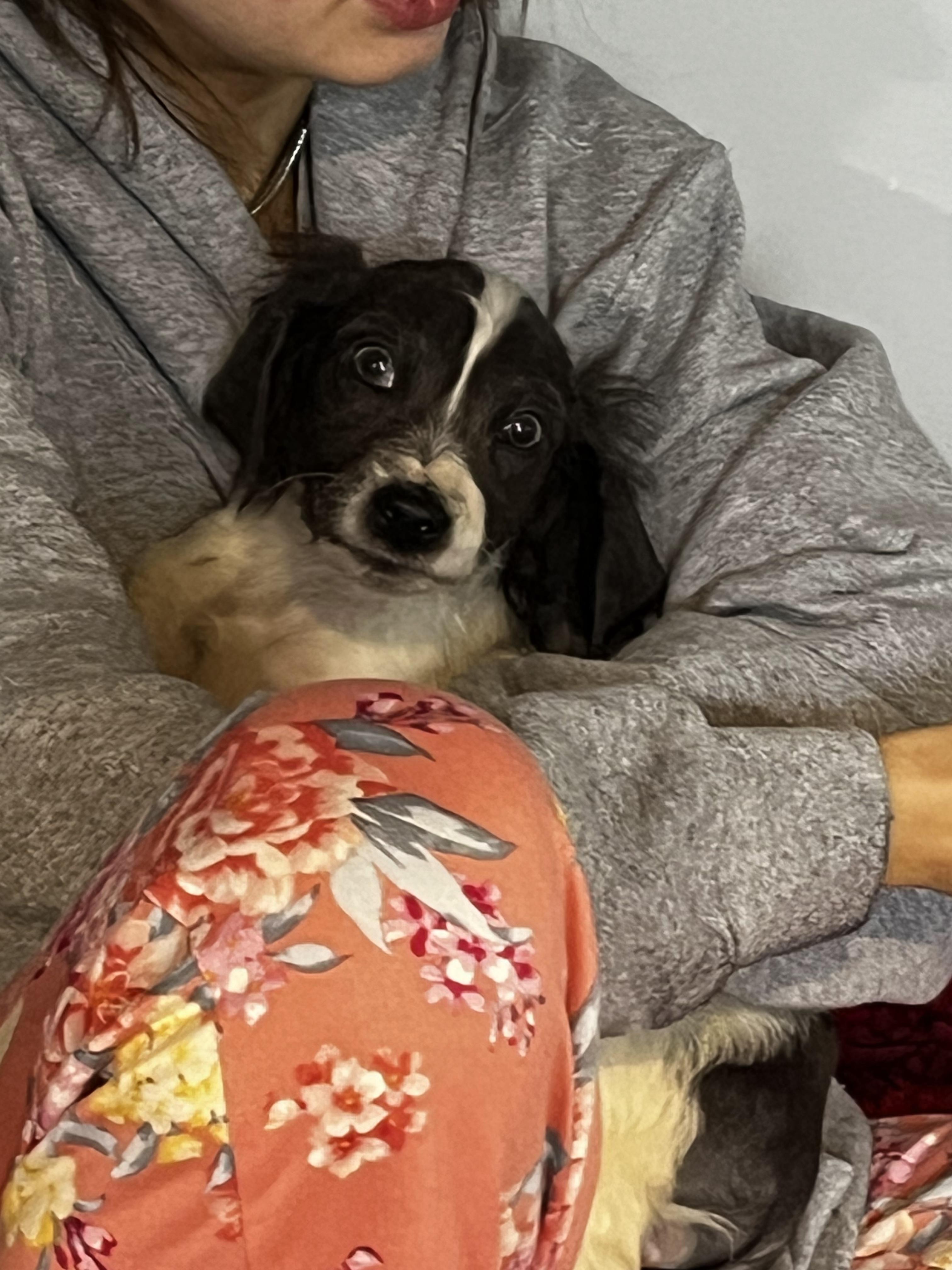 Winnie, a Adopted mixed breed in Troy, MI image 2/3