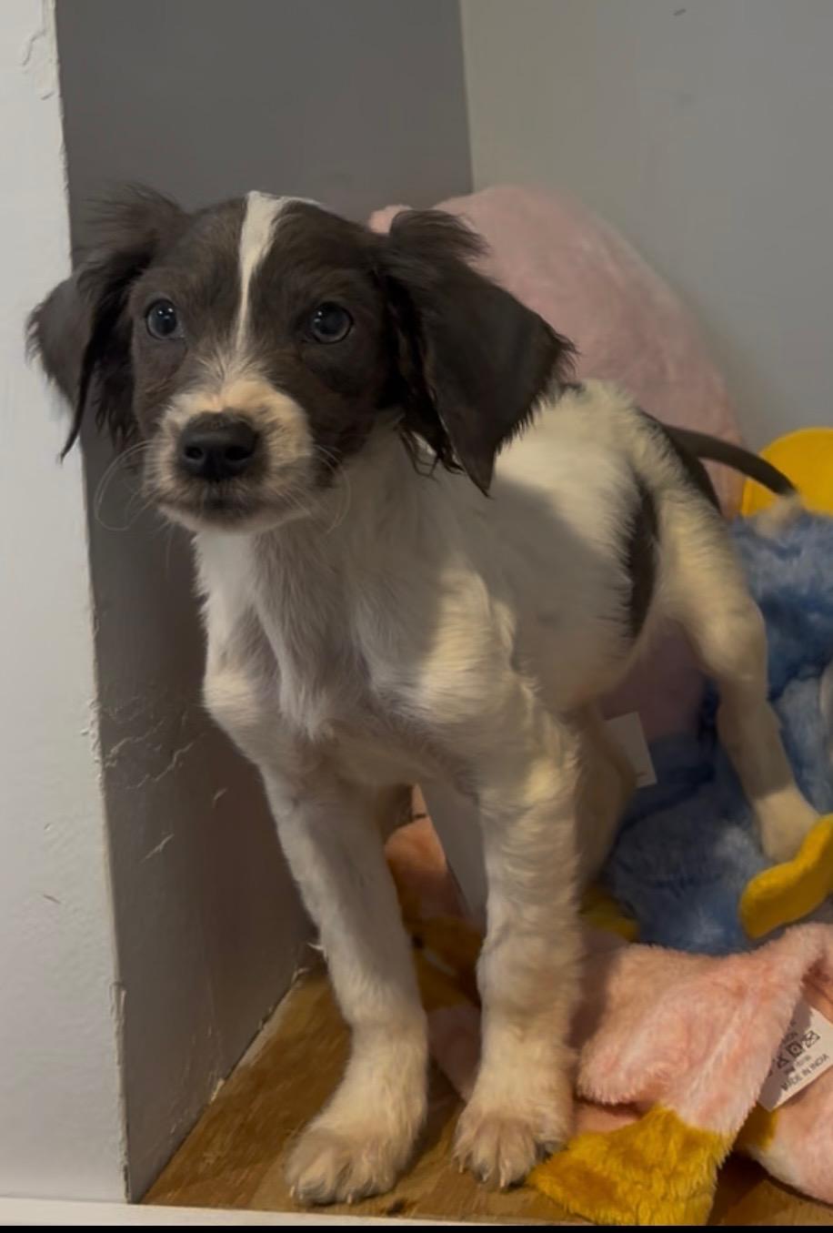 Winnie, a Adopted mixed breed in Troy, MI image 3/3