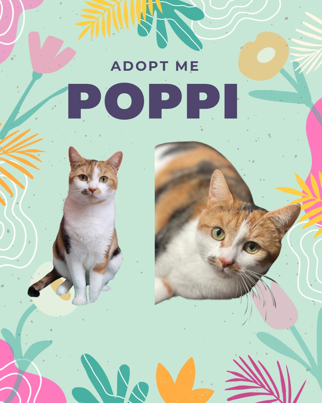 Poppy - Cutie-pie!, Adoptable, Young Female Calico & Domestic Short Hair.