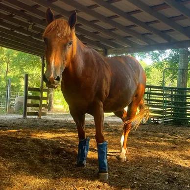 America, Adoptable, Adult Male Quarterhorse.