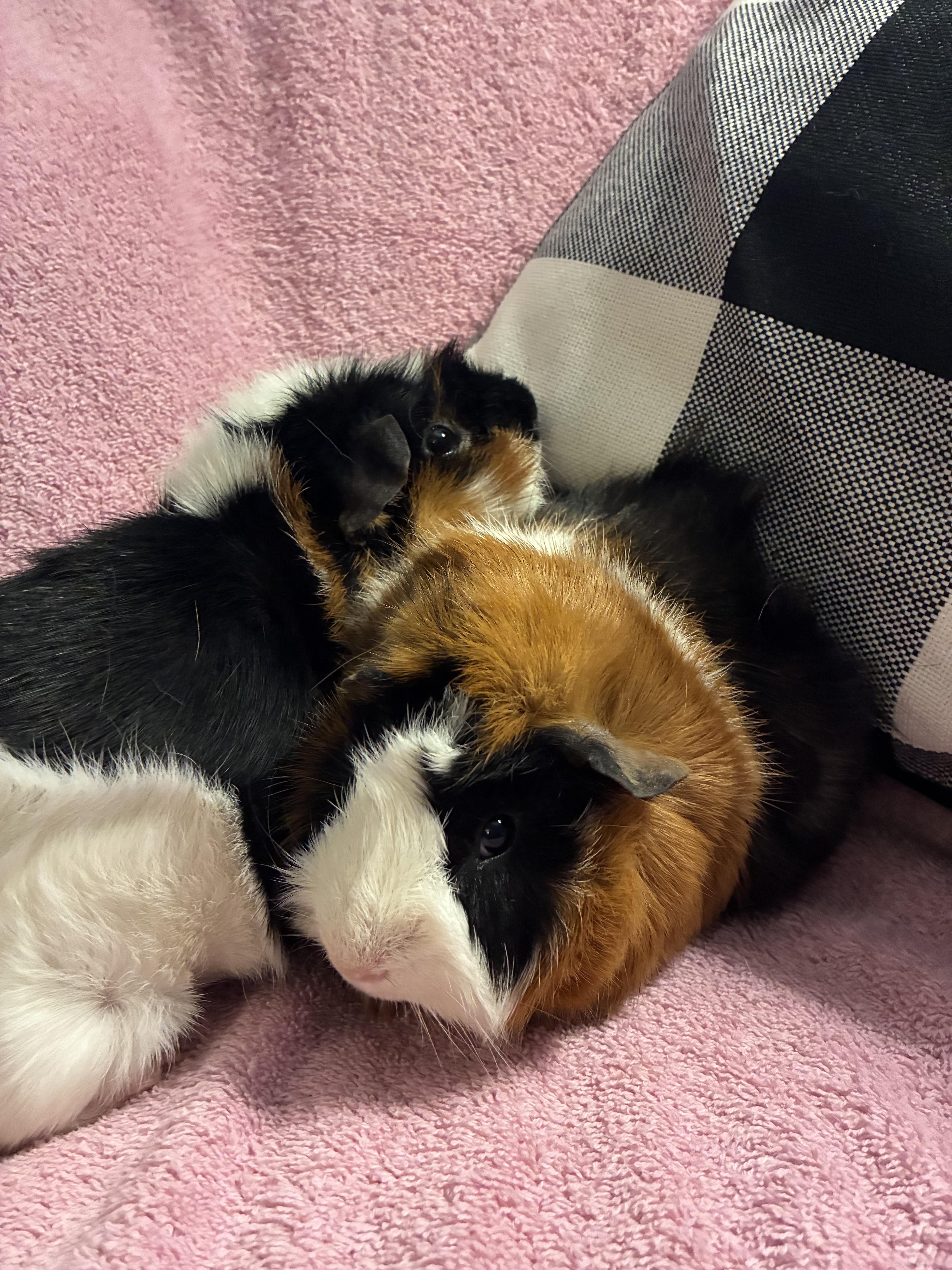 Enlarge Rodney , Ralph , Randy  - all neutered , a ADOPTABLE Abyssinian in Saint Louis, MO image 4/6