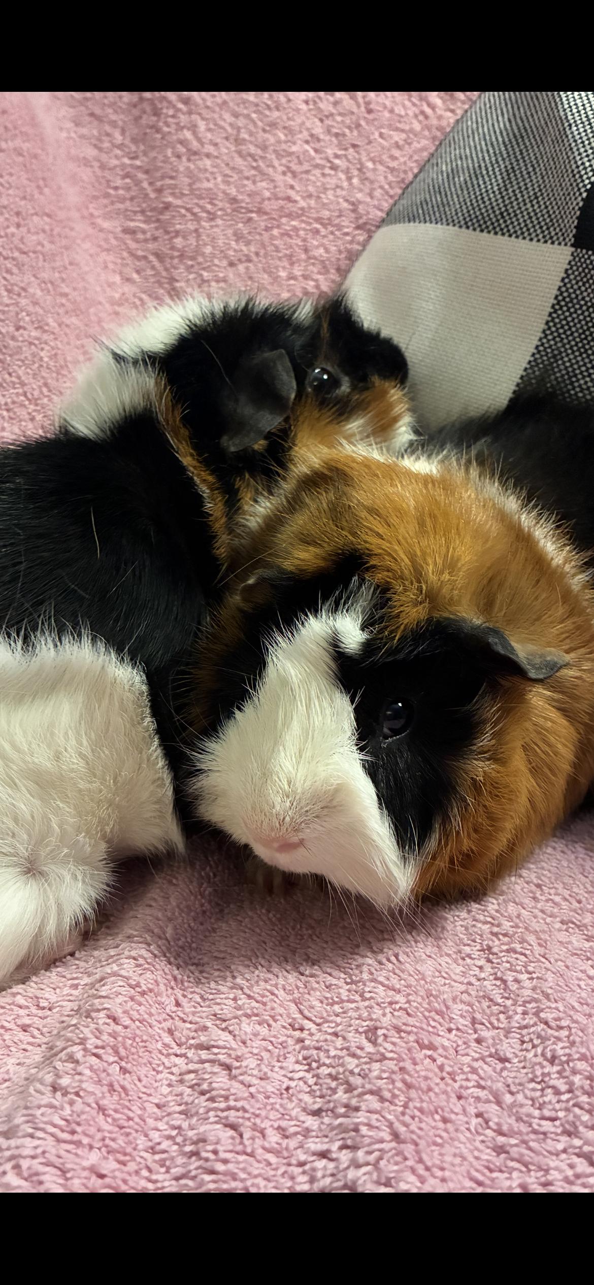 Enlarge Rodney , Ralph , Randy  - all neutered , a ADOPTABLE Abyssinian in Saint Louis, MO image 3/6