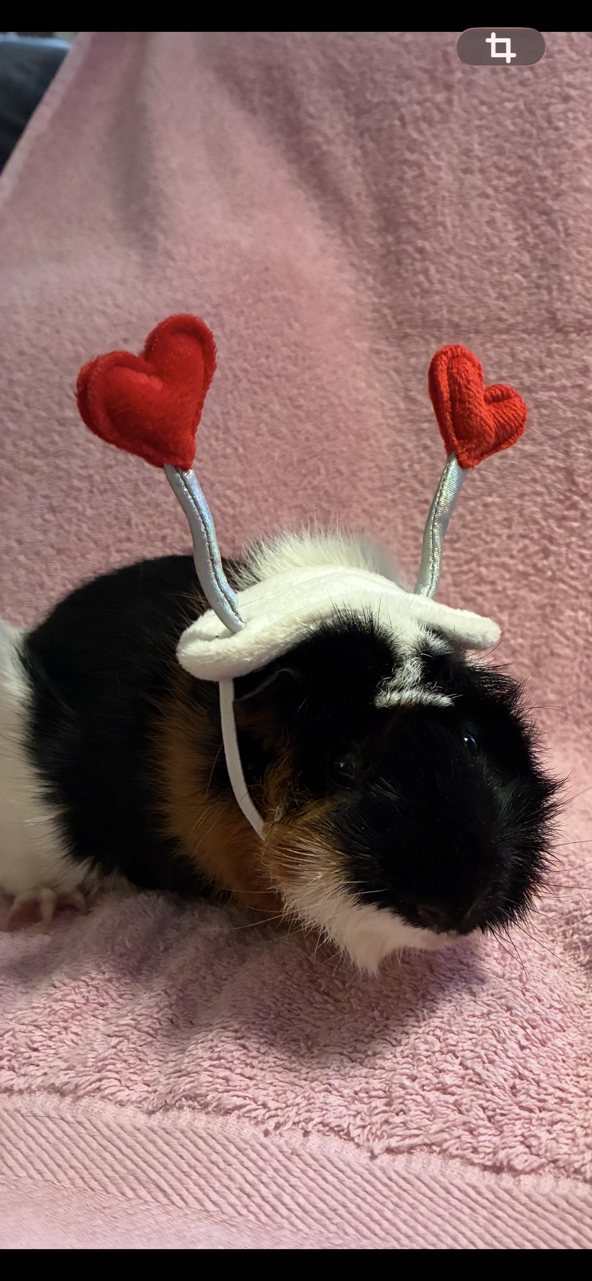 Enlarge Rodney , Ralph , Randy  - all neutered , a ADOPTABLE Abyssinian in Saint Louis, MO image 2/6