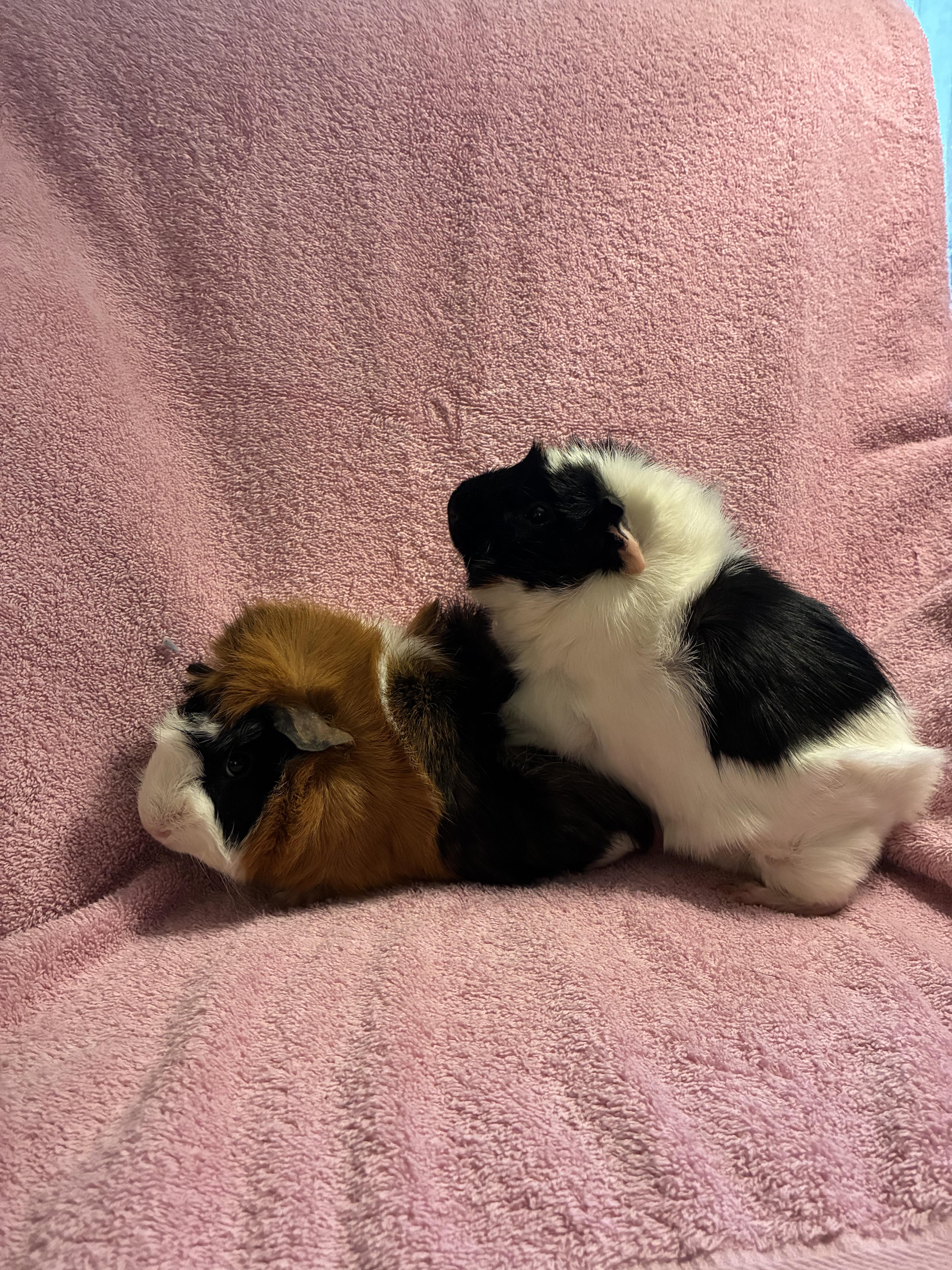 Rodney , Ralph , Randy , ADOPTABLE, Young Male Abyssinian.