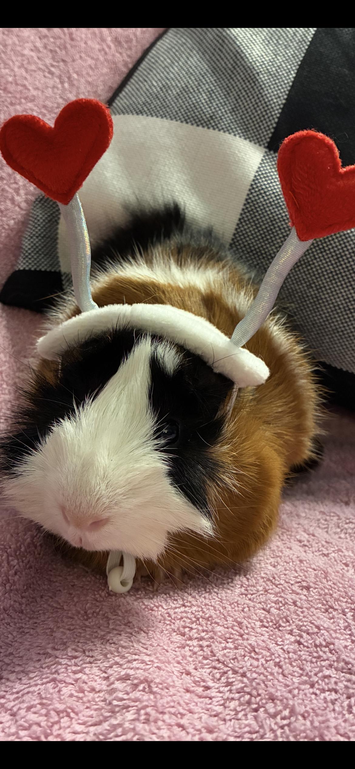 Enlarge Rodney , Ralph , Randy  - all neutered , a ADOPTABLE Abyssinian in Saint Louis, MO image 6/6