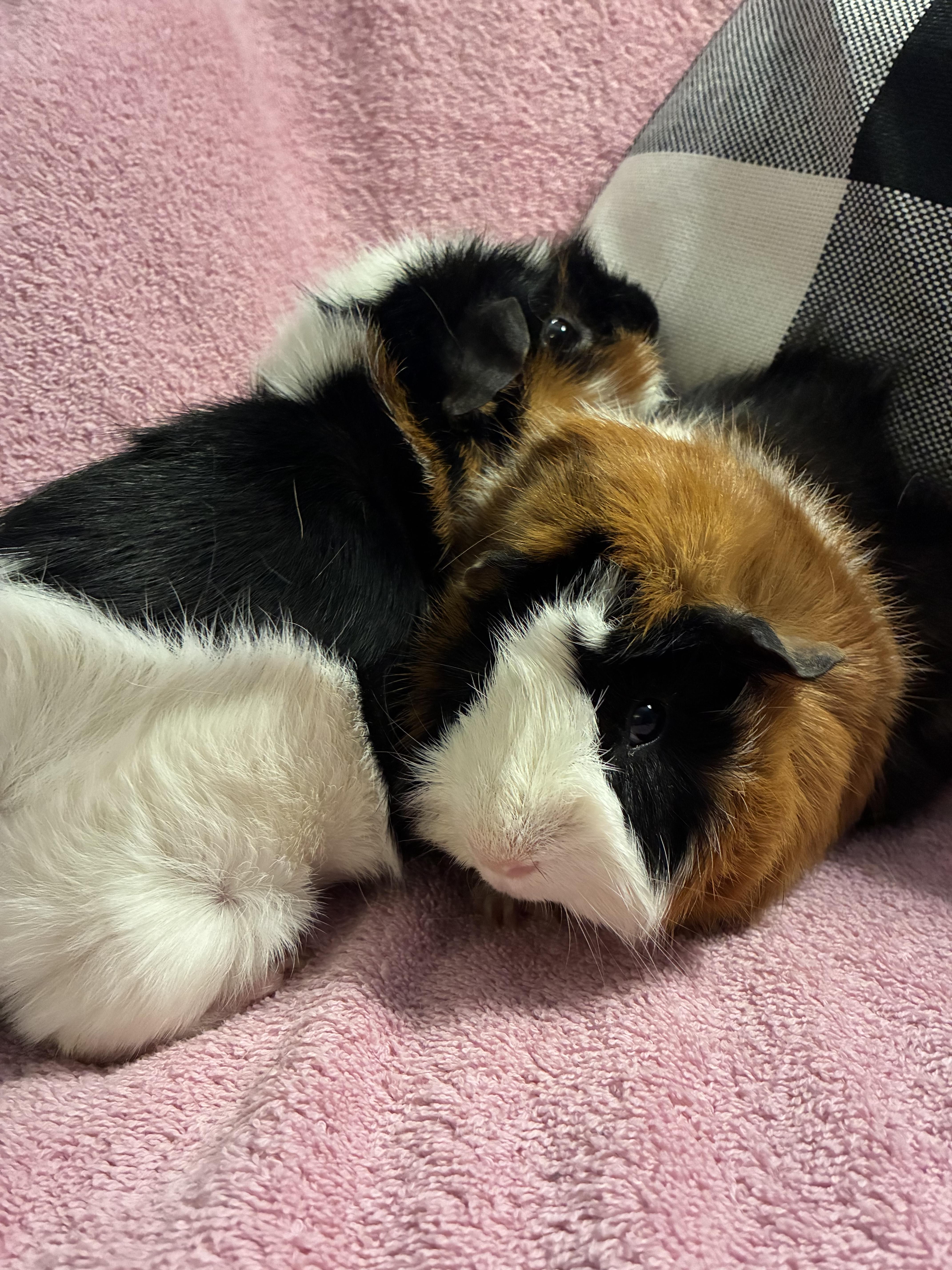 Enlarge Rodney , Ralph , Randy  - all neutered , a ADOPTABLE Abyssinian in Saint Louis, MO image 5/6