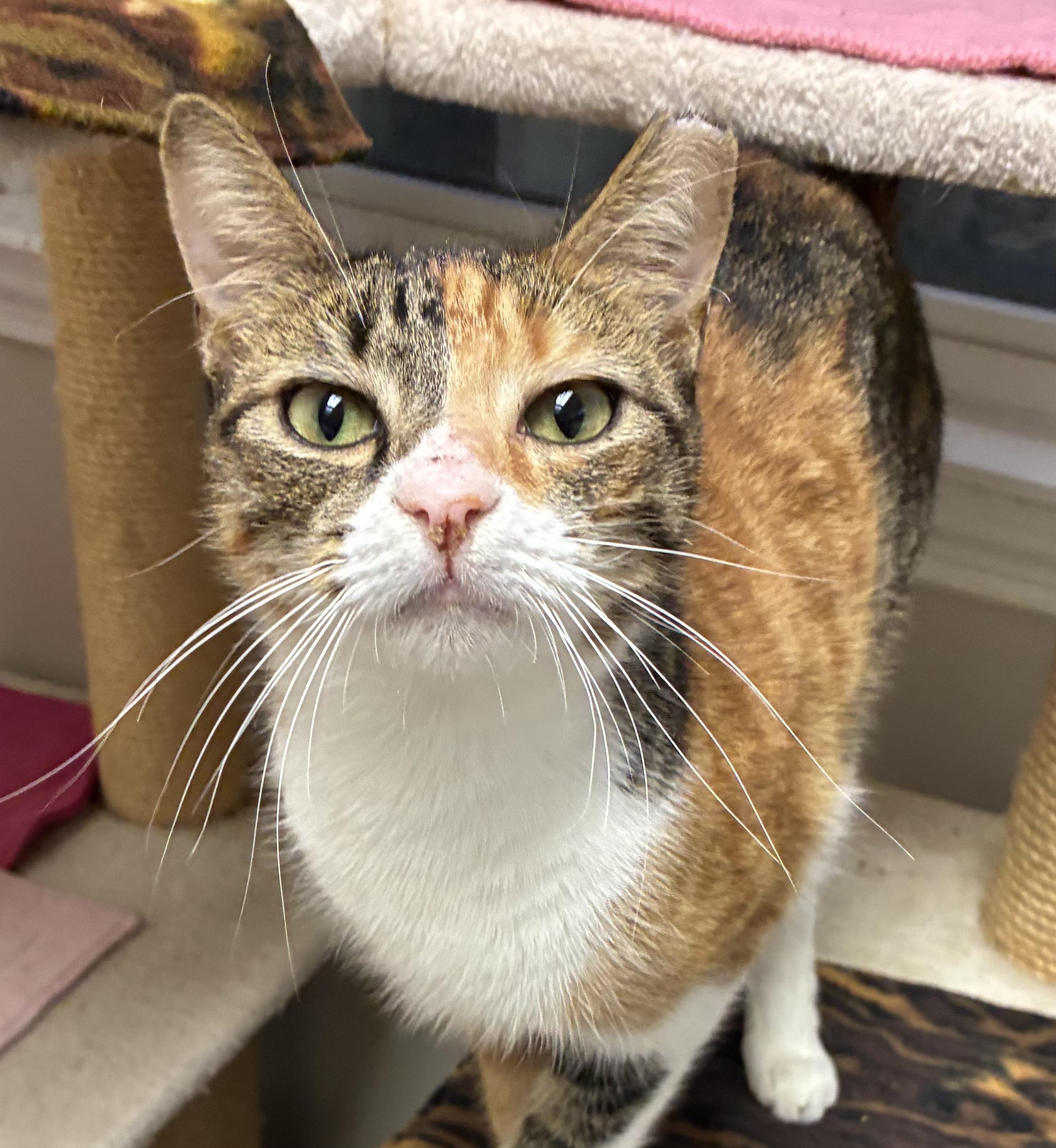 Gumdrop (FIV+) photo 3
