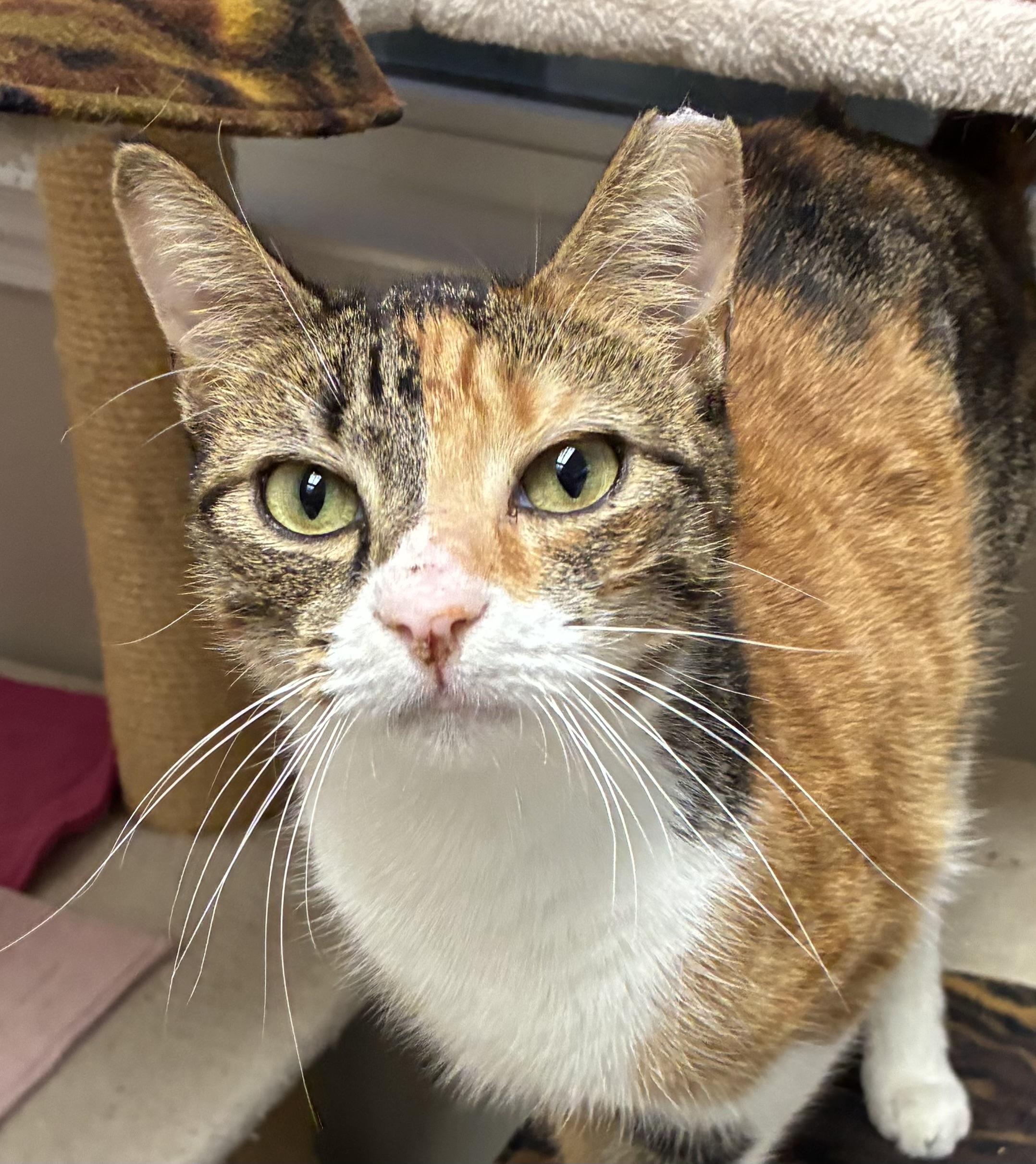 Gumdrop (FIV+)