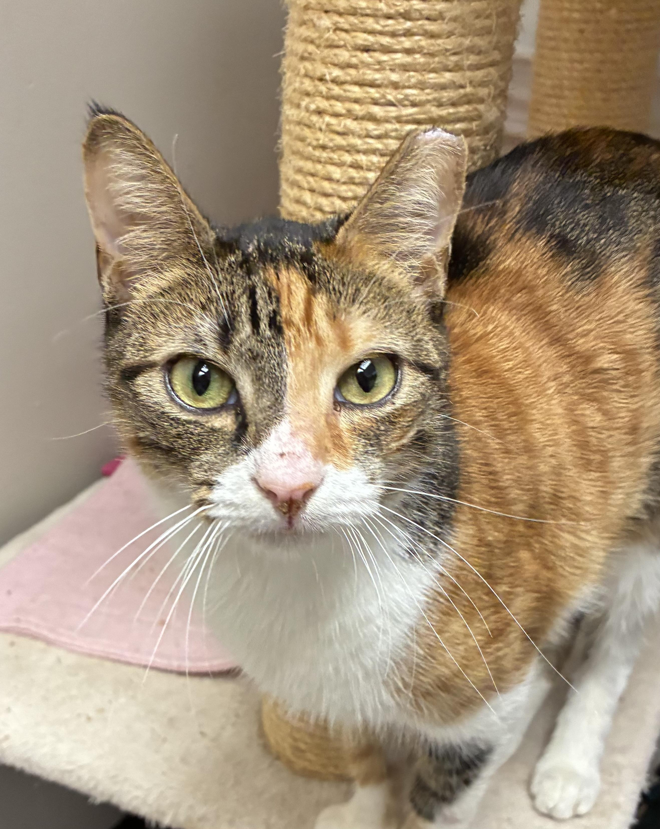 Gumdrop (FIV+) photo 2