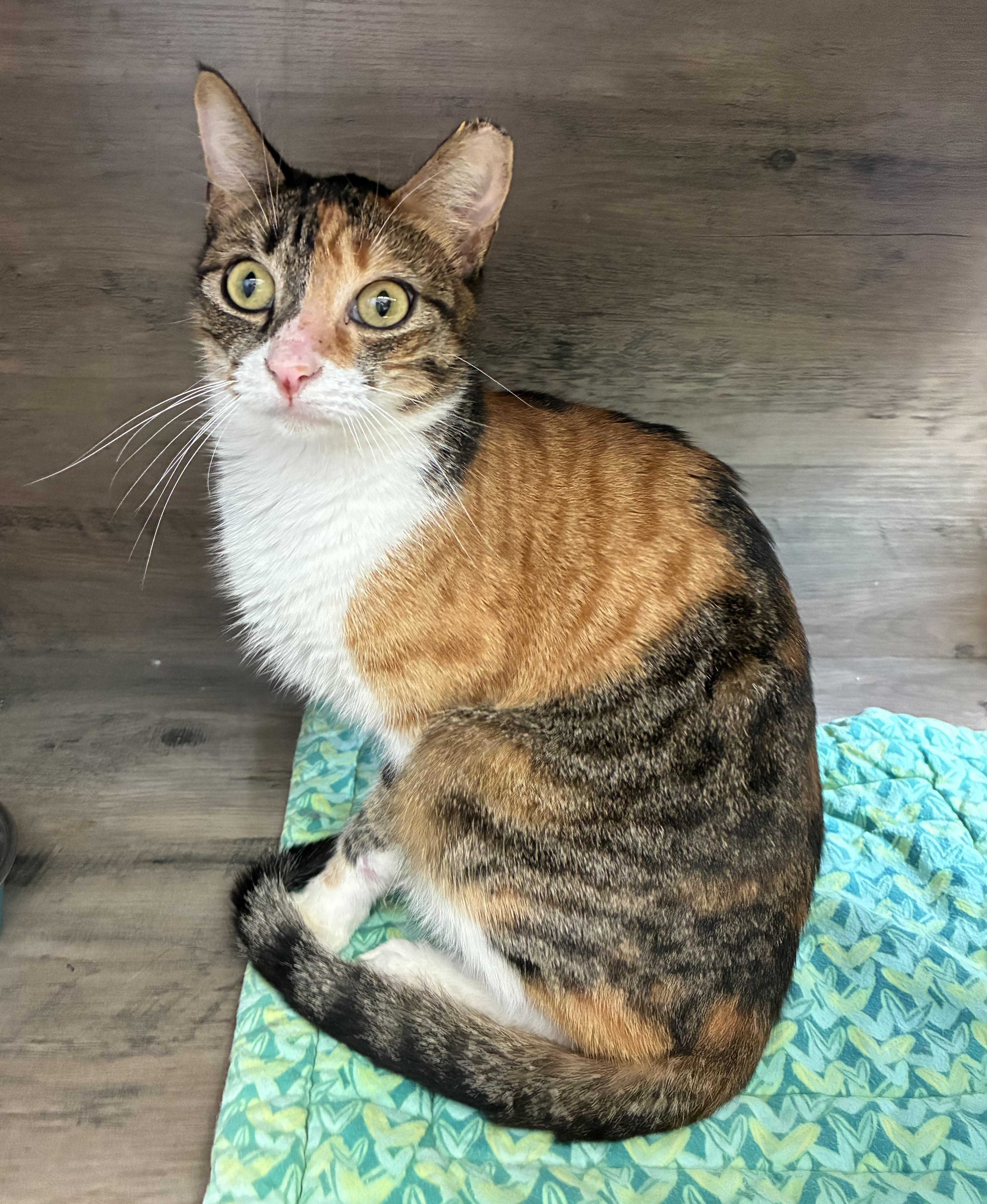 Gumdrop (FIV+) photo 4