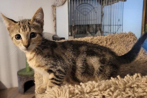 Turtle - PSP, a Adopted Domestic Short Hair in Oakland Park, FL image 1/2