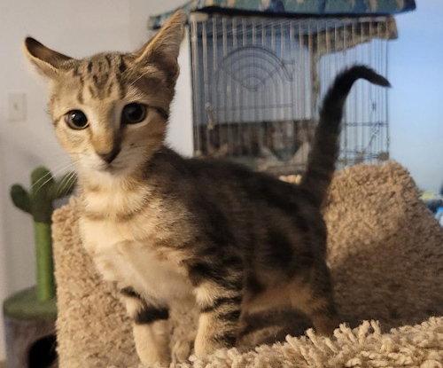 Turtle - PSP, a Adopted Domestic Short Hair in Oakland Park, FL image 2/2