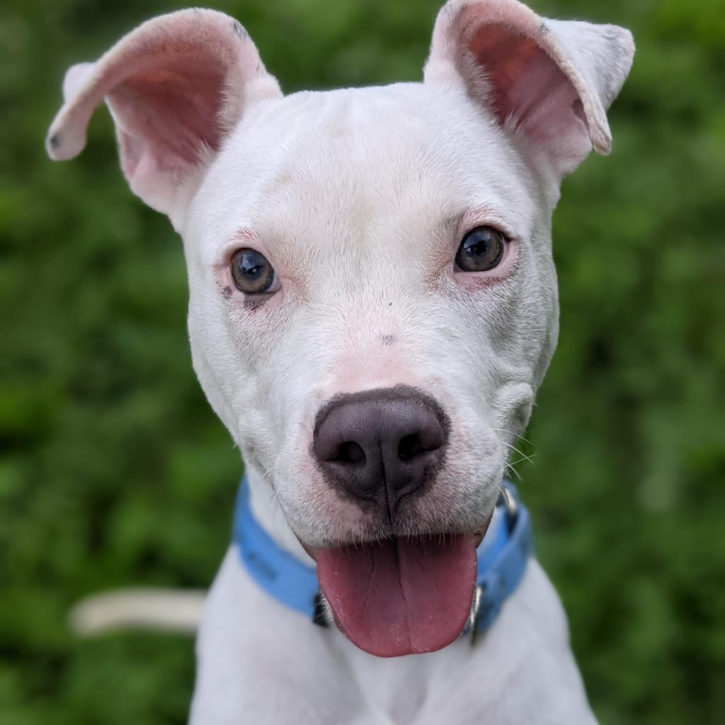 Pepper (fka Glimmer), a Adoptable mixed breed image 5/6