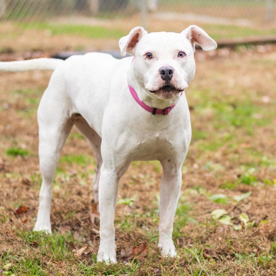 Pepper (fka Glimmer), a Adoptable mixed breed image 6/6