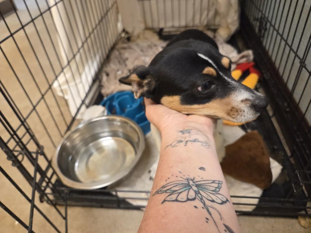 Dip, Adoptable, Young Female Chihuahua.