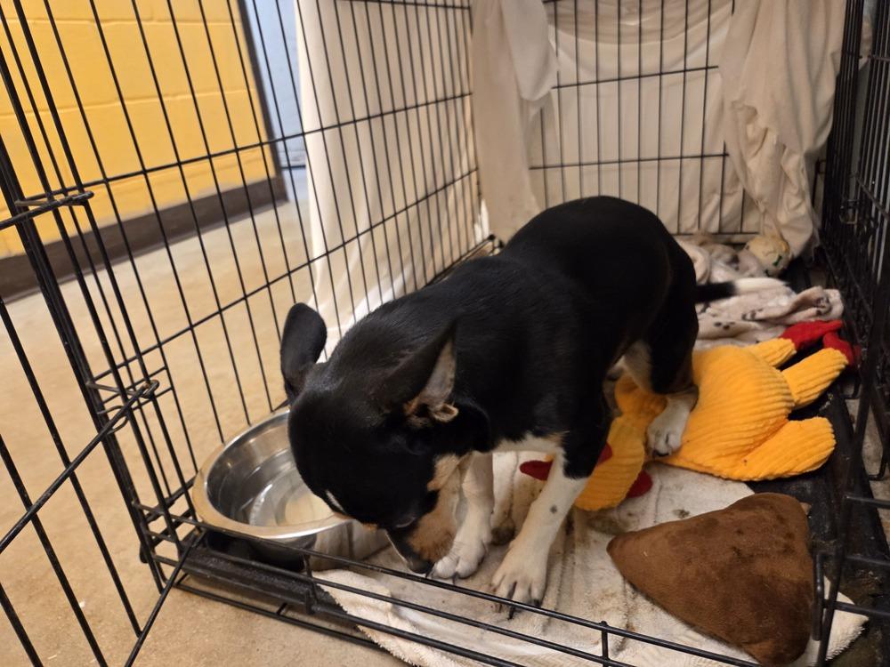 Dip, a Adoptable mixed breed in Lockhart, TX image 2/4