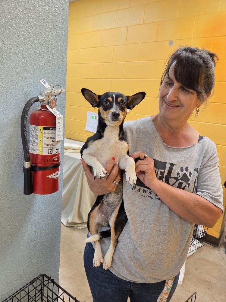 Dip, a Adoptable mixed breed in Lockhart, TX image 3/4
