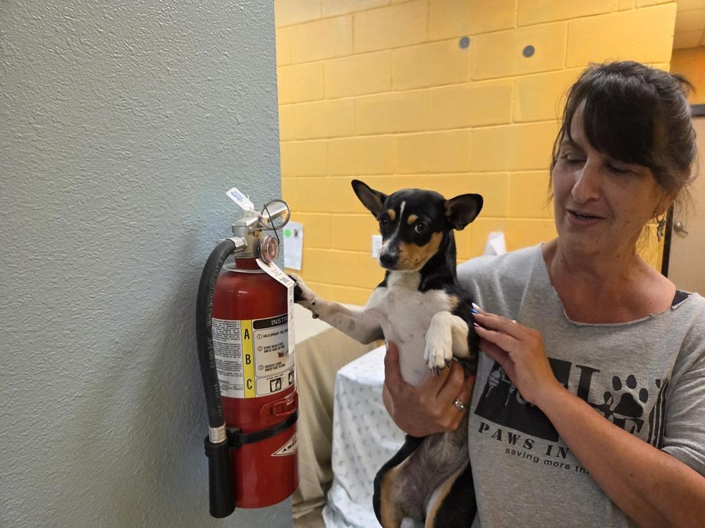 Dip, a Adoptable mixed breed in Lockhart, TX image 4/4
