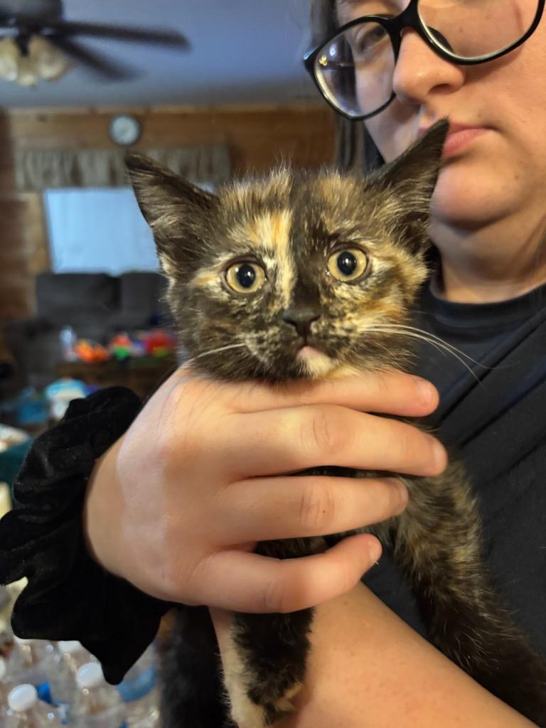 Enlarge Feisty, a Adoptable mixed breed in Johnson City, TN image 1/1