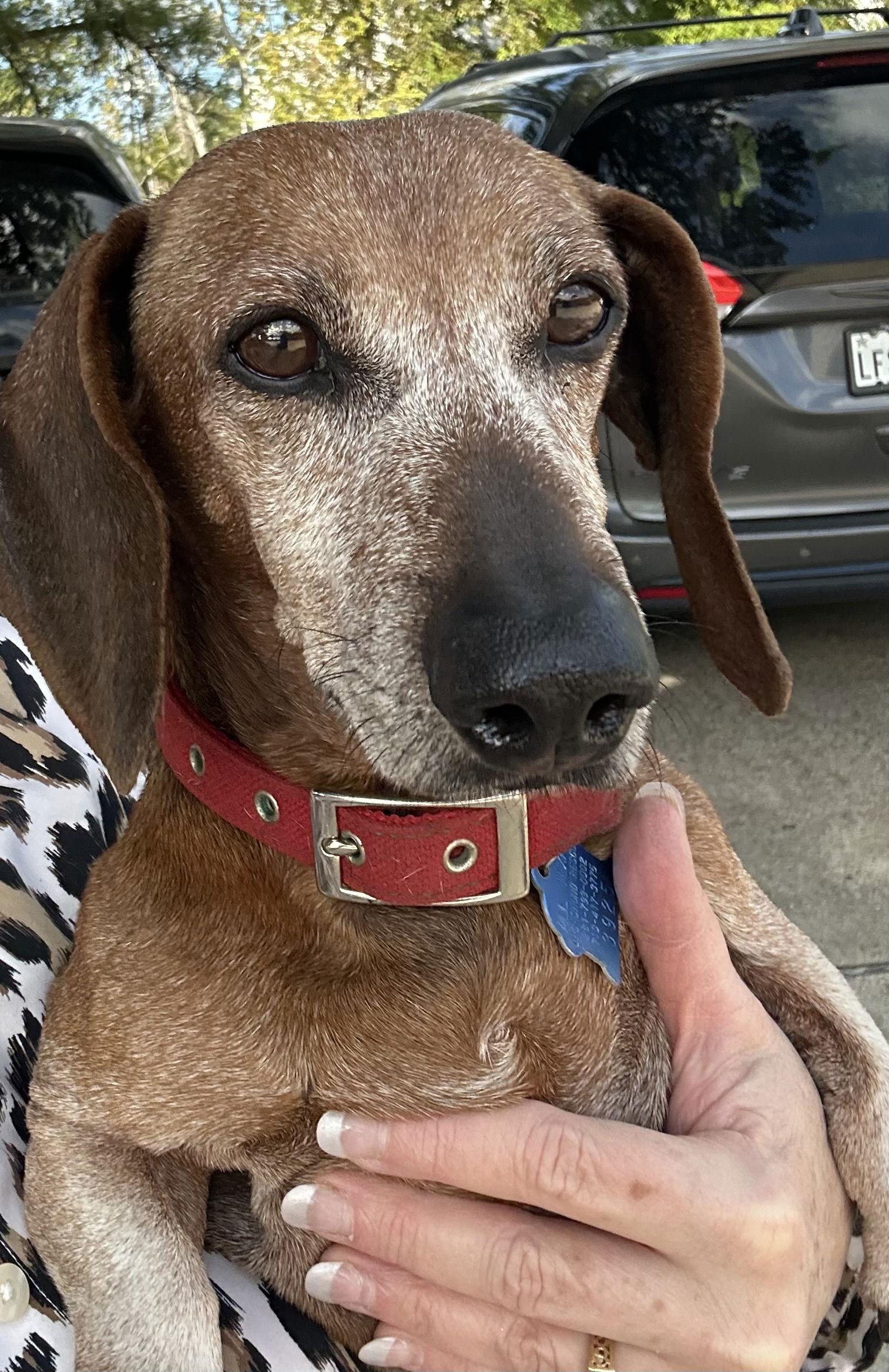Beanie, Adoptable, Young Male Dachshund.