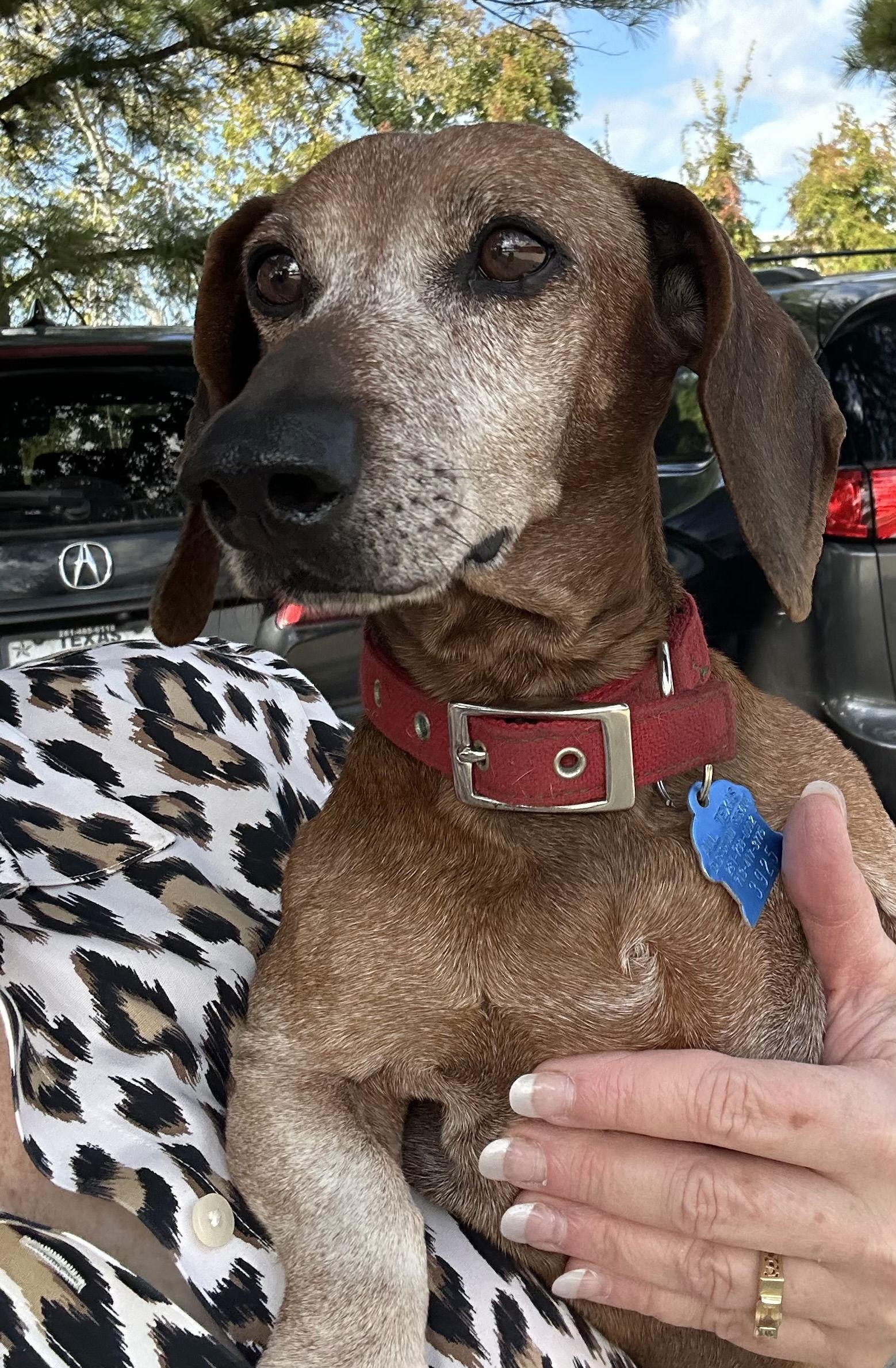 Enlarge Beanie, a Adoptable Dachshund in Pearland, TX image 2/3