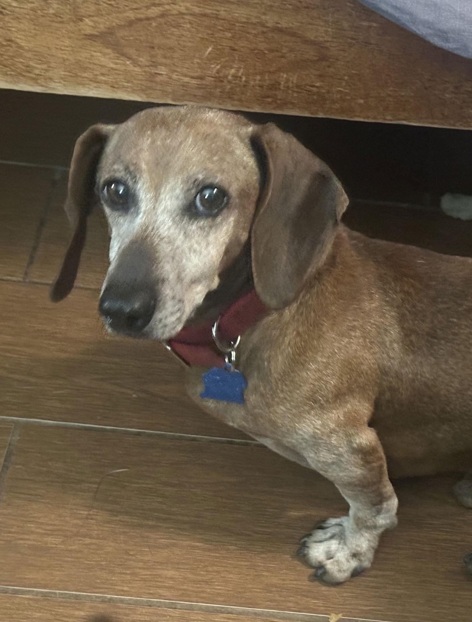 Enlarge Beanie, a Adoptable Dachshund in Pearland, TX image 3/3