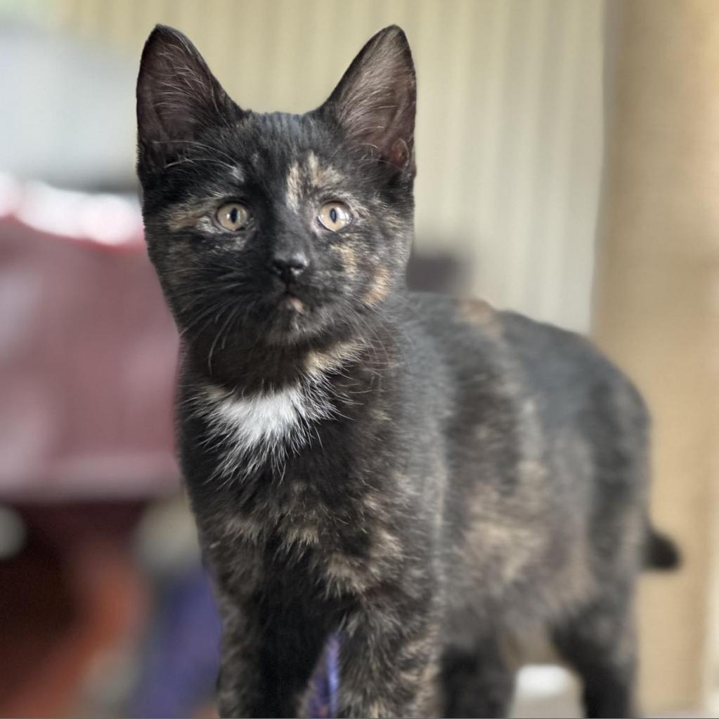 Enlarge Elsa, a Adoptable Domestic Short Hair in Williston, FL image 2/6