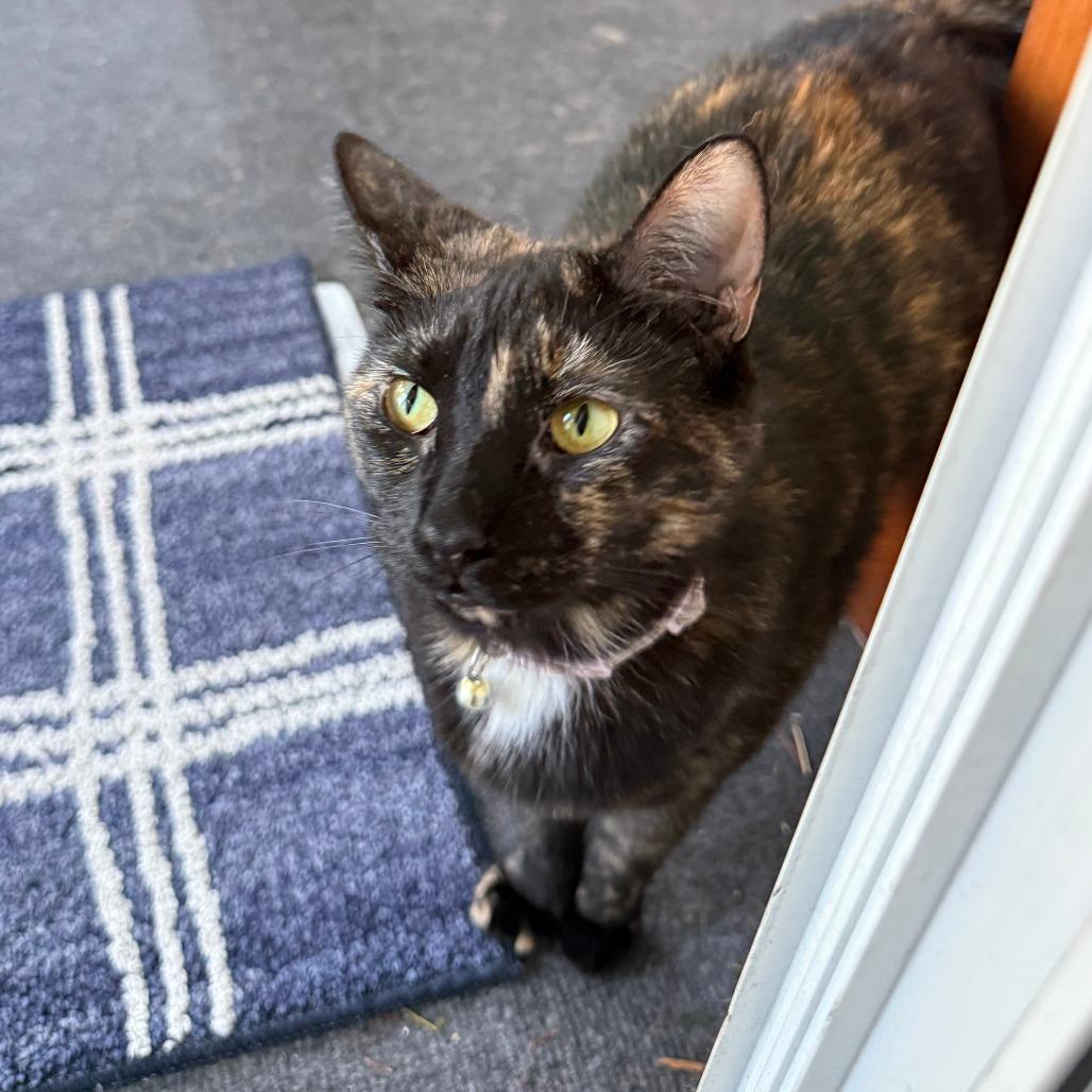 Enlarge Elsa, a Adoptable Domestic Short Hair in Williston, FL image 3/6