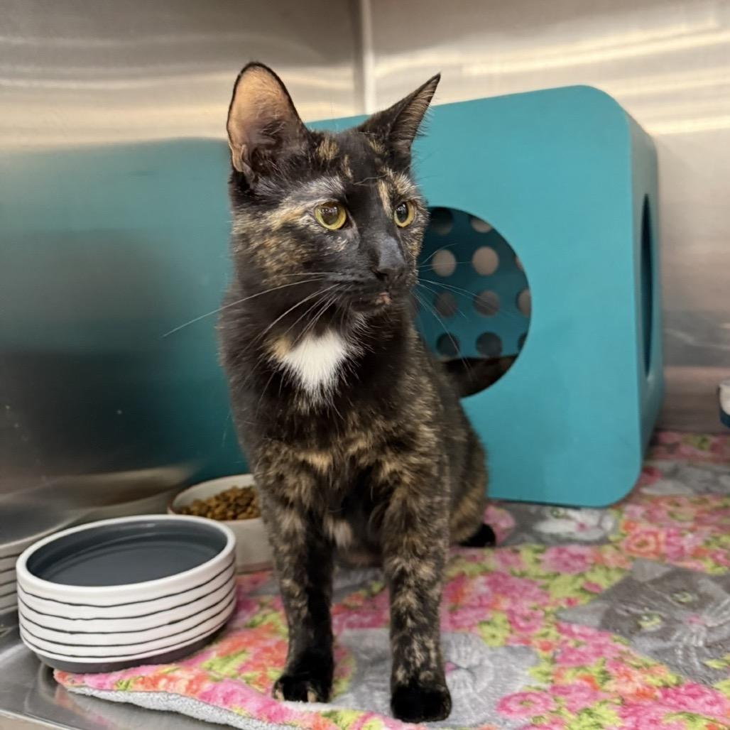 Enlarge Elsa, a Adoptable Domestic Short Hair in Williston, FL image 4/6