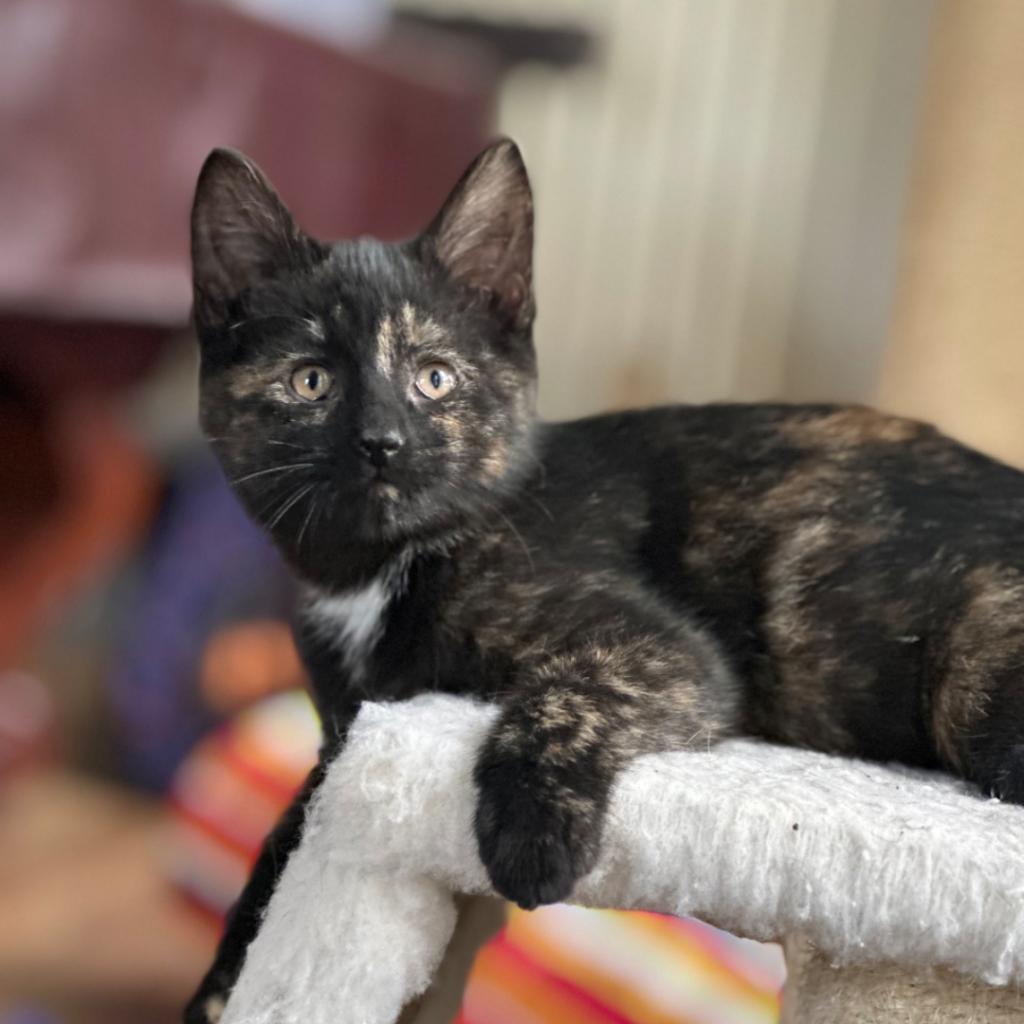 Enlarge Elsa, a Adoptable Domestic Short Hair in Williston, FL image 5/6