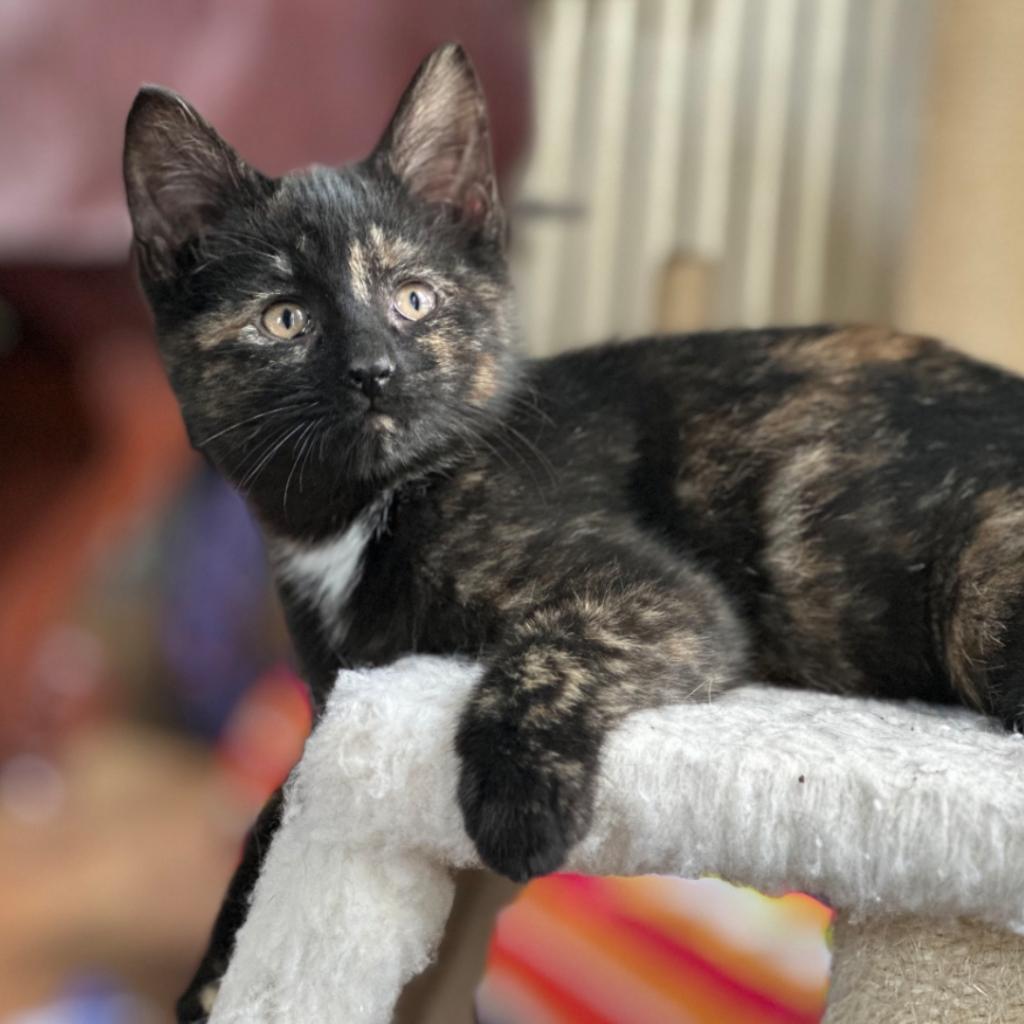 Enlarge Elsa, a Adoptable Domestic Short Hair in Williston, FL image 6/6