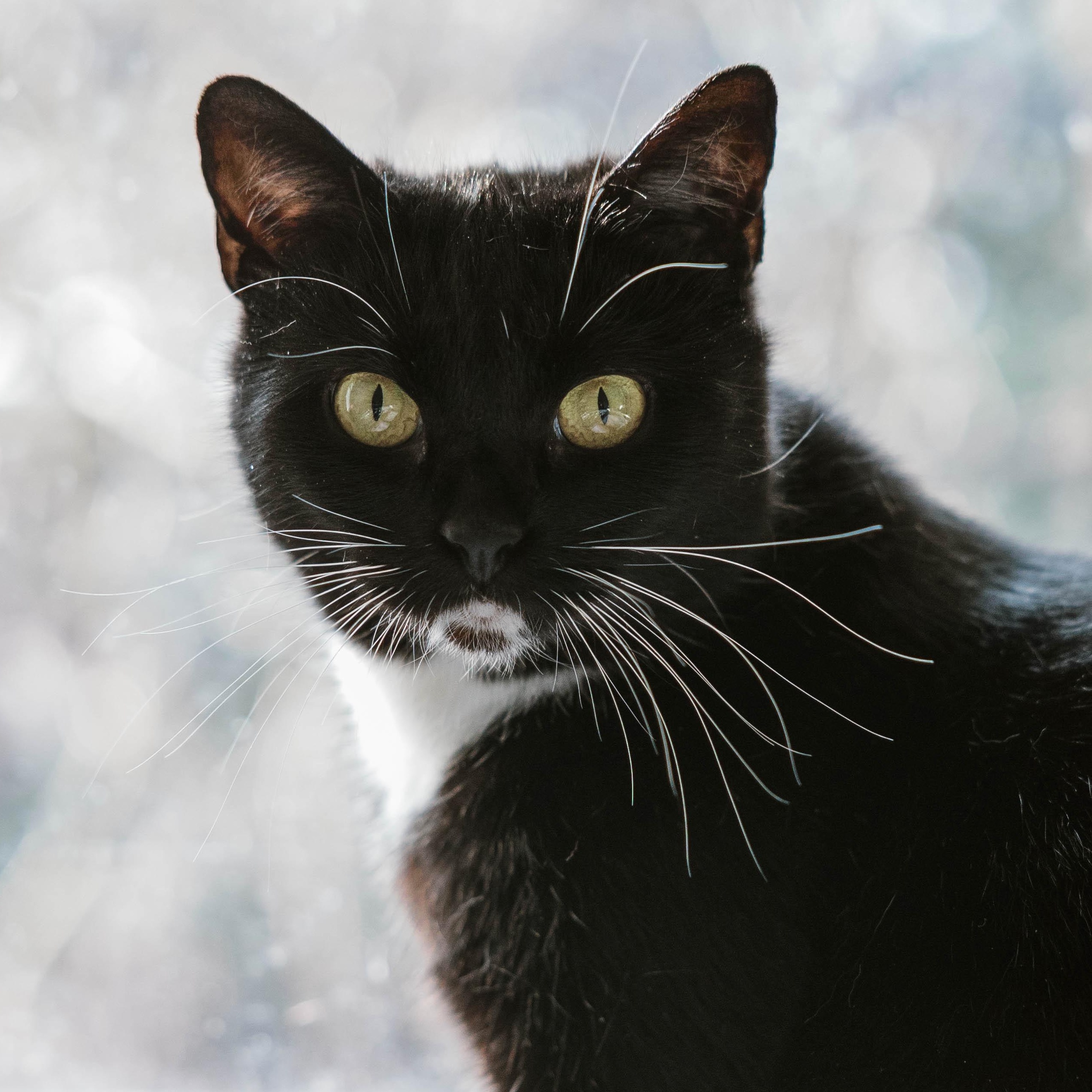 Minnie, a ADOPTABLE Domestic Short Hair in Portland, OR image 1/5