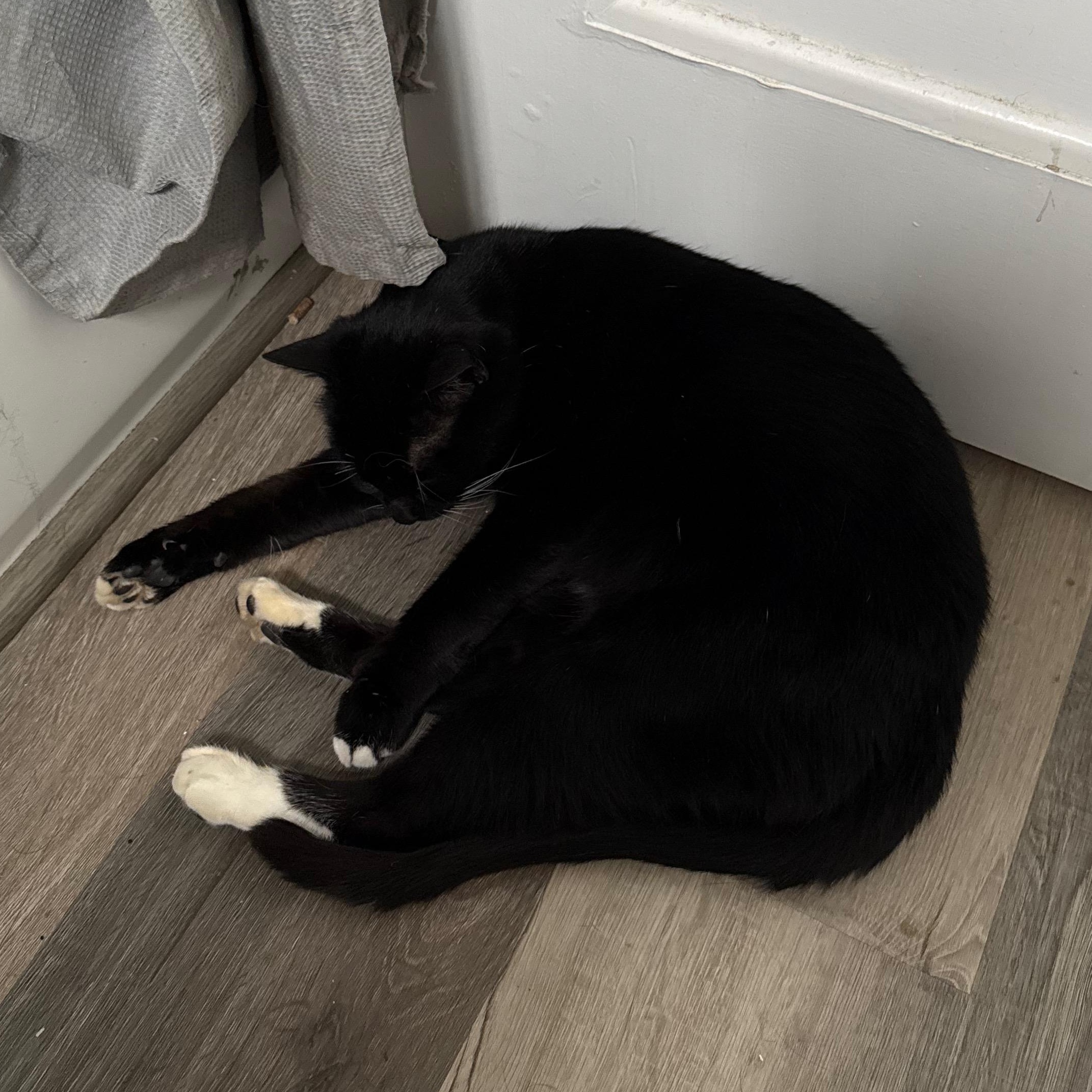 Minnie, a ADOPTABLE Domestic Short Hair in Portland, OR image 5/5