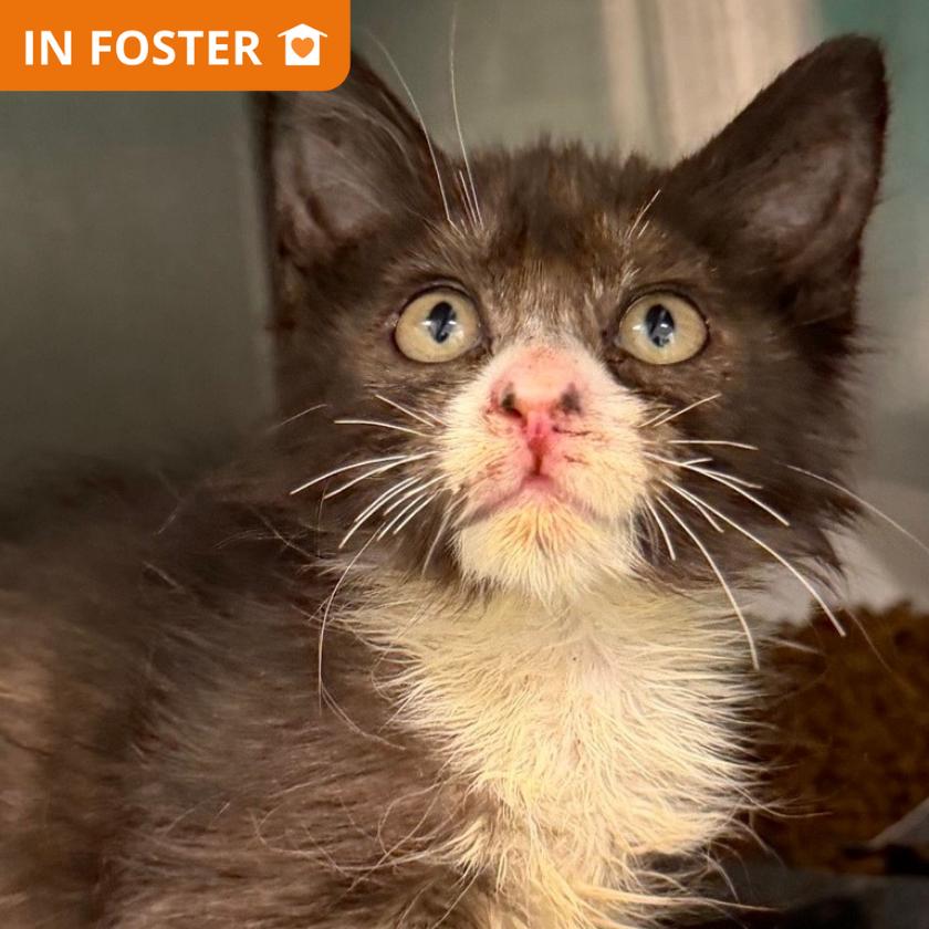 Butterfly, Adoptable, Kitten Female Domestic Short Hair.