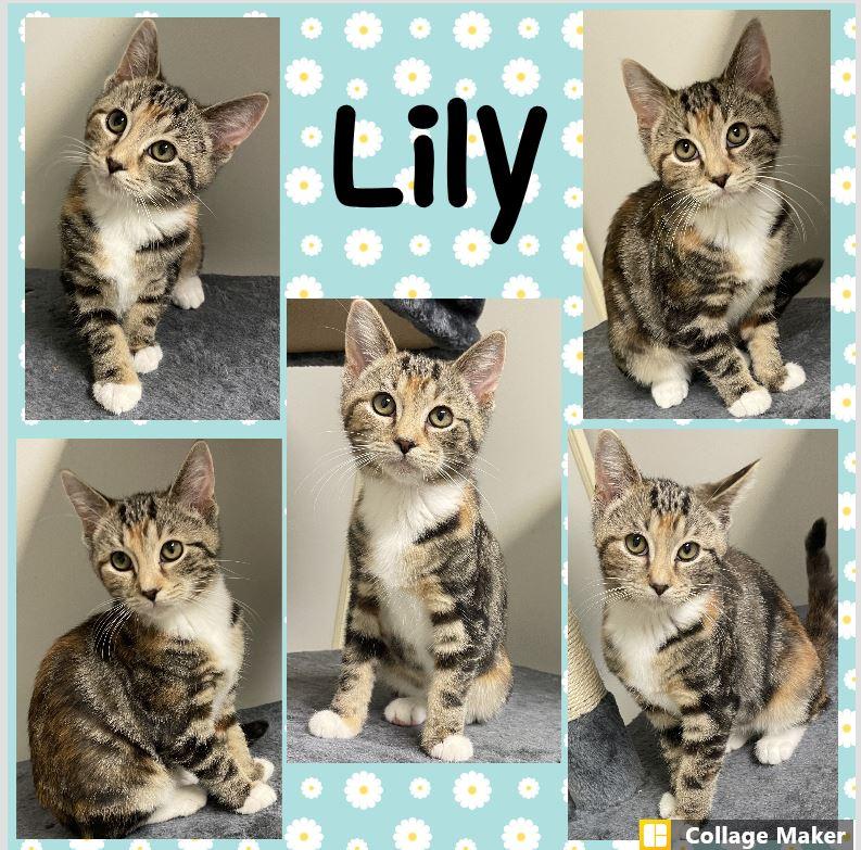 Lily