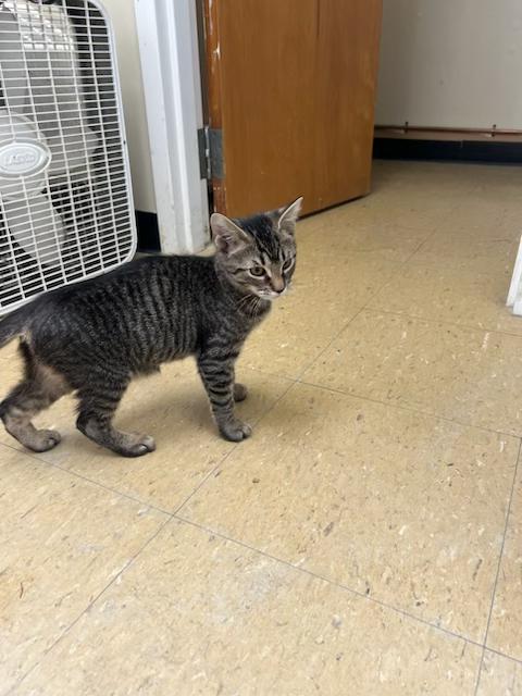 Enlarge Squash, a Adopted Domestic Short Hair in Old Saybrook, CT image 1/1