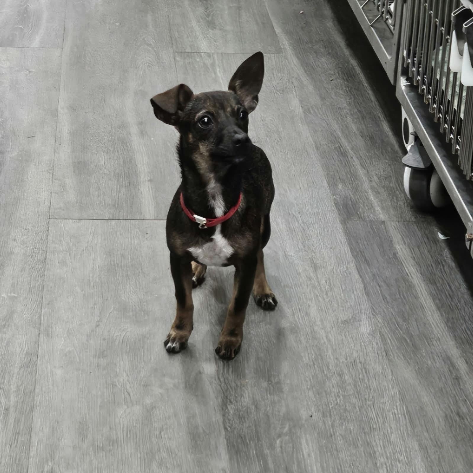 Enlarge Cardi B, a Adoptable mixed breed in Albany, NY image 3/5