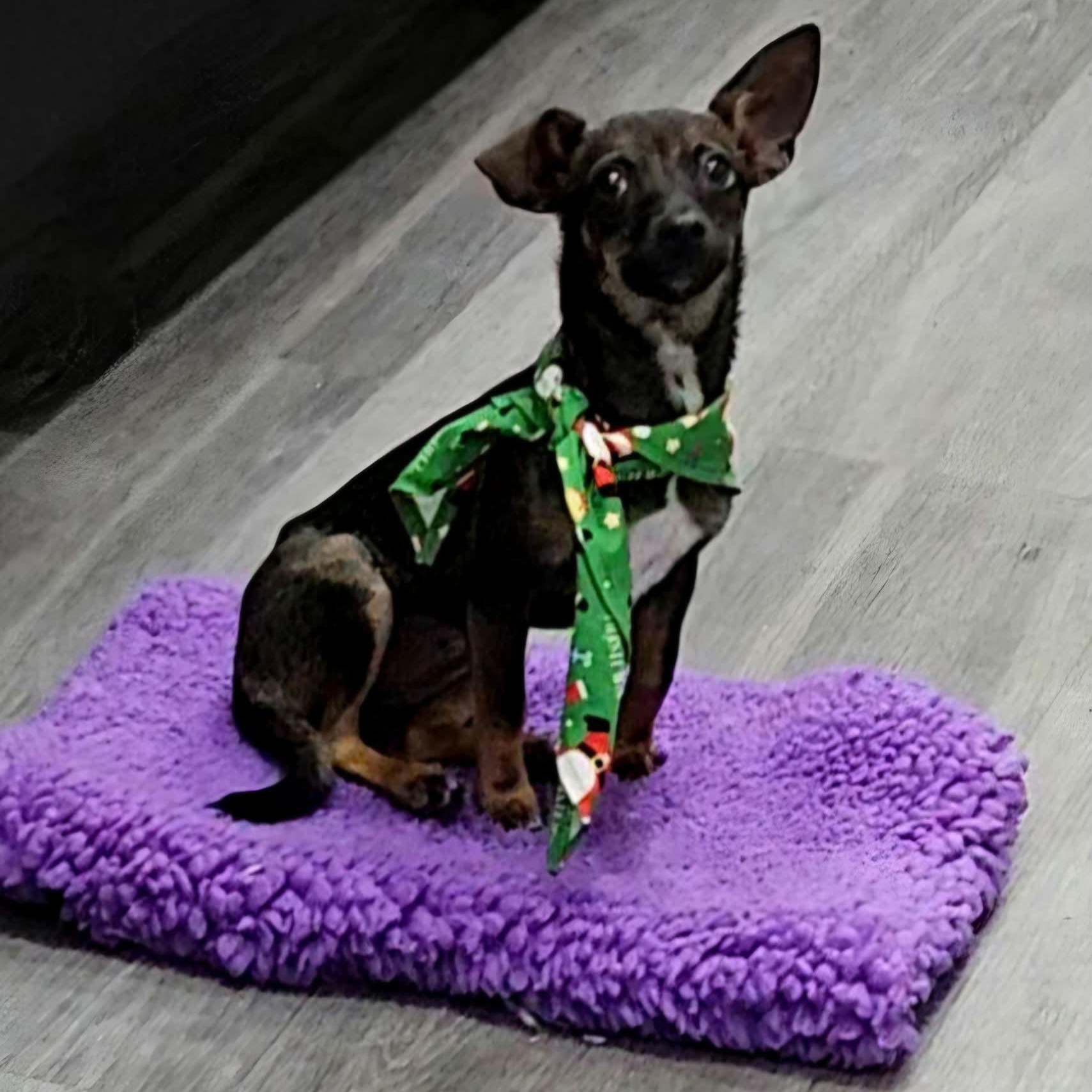 Enlarge Cardi B, a Adoptable mixed breed in Albany, NY image 4/5