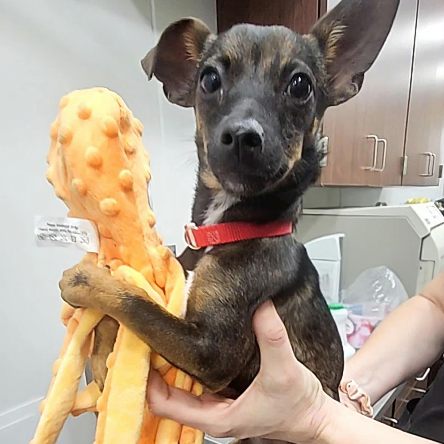 Cardi B, Adoptable, Puppy Female Chihuahua & Mixed Breed.