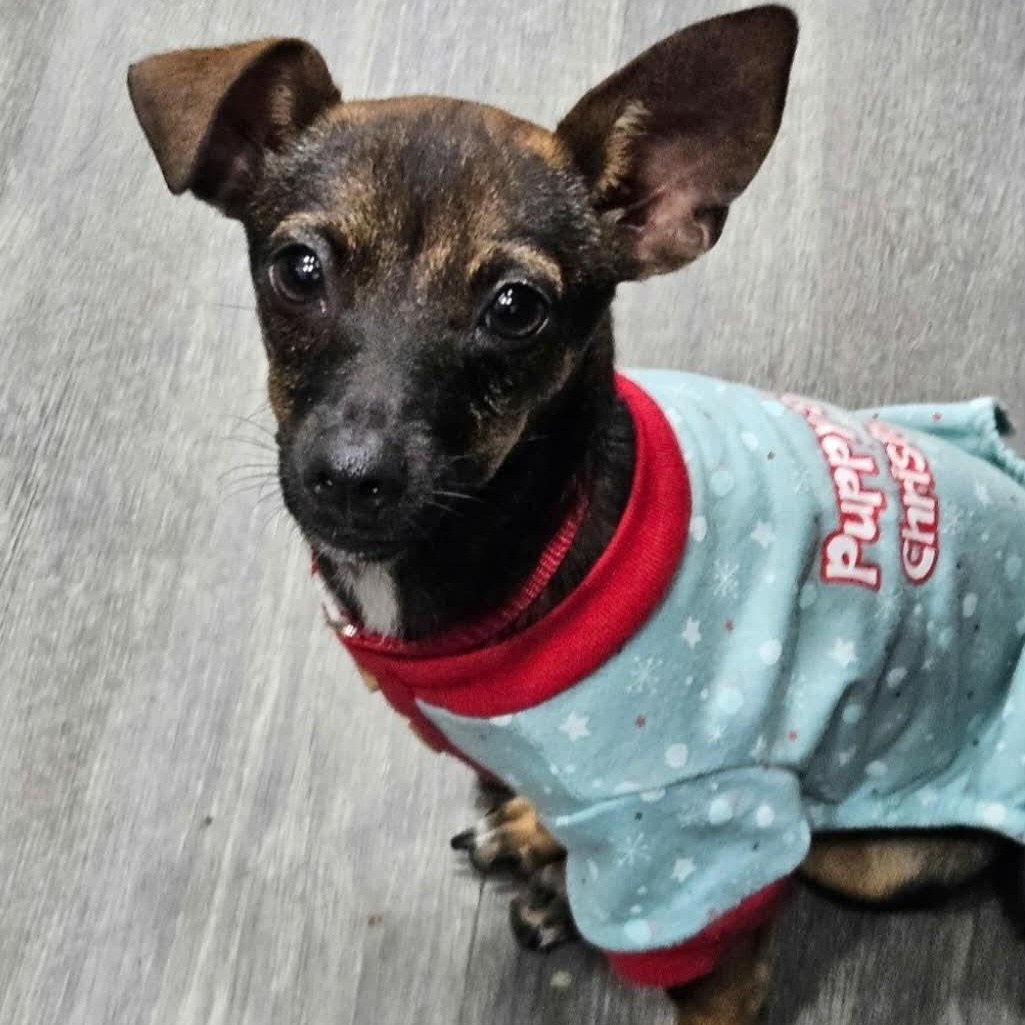 Enlarge Cardi B, a Adoptable mixed breed in Albany, NY image 2/5