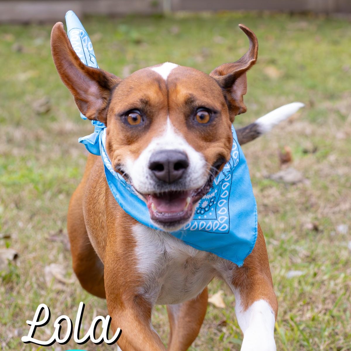 Lola