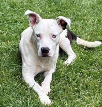 Parker aka Leo, ADOPTABLE, Young Male American Staffordshire Terrier.
