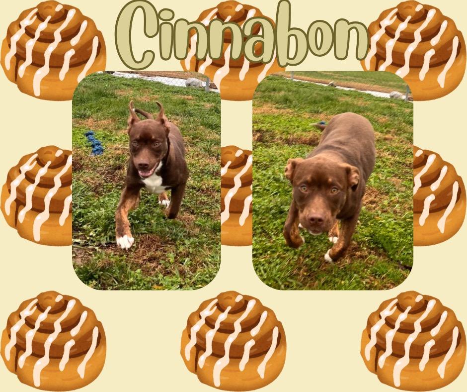Cinnabon/Piggy, Adoptable, Young Female American Staffordshire Terrier.